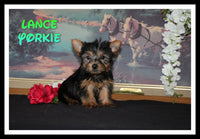 Lance Male Yorkshire Terrier $950