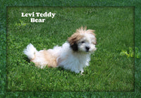 Levi Male Teddy Bear $225