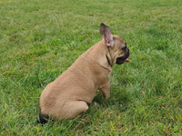 Buster Male AKC French Bulldog $600