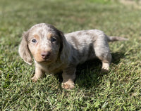 Mini Dachshund