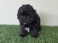 Dylan Male Shihpoo $850