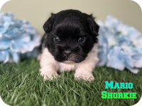 ( SOLD ) Mario Male Shorkie $850