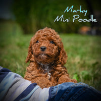 Marky Male Mini Poodle $950