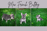 Max Male French Bulldog $2100