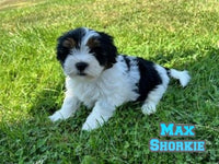 Max Male Shorkie $975