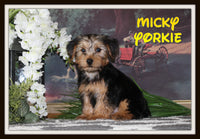 Micky Male Yorkshire Terrier $935