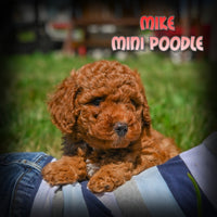 Mike Male Mini Poodle $950