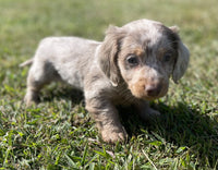 Mini Dachshund