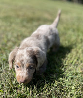 Mini Dachshund