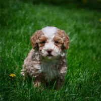 Dandy Male ICA Mini Poodle $950