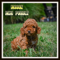 Moose Male Mini Poodle $950