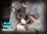 Ollie Male AKC French Bulldog $2500