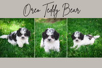 Oreo Male Teddy Bear $675