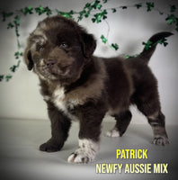 Patrick Male Newfoundland Aussie Mix $2500