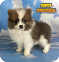 Peanut Male ACA Pomeranian $1000