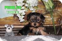 Pebbles Male Yorkshire Terrier $950