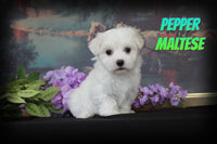 Pepper Male Maltese $850