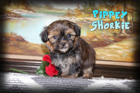 Pippey Male Shorkie $650