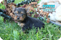 Pippin Male Teacup Yorkshire Terrier $1300