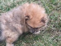 Finn Male ACA Pomeranian $1000