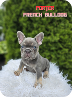 Porter Male AKC French Bulldog $2600