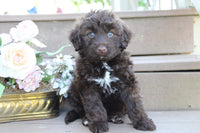  Portuguese Water Dog
