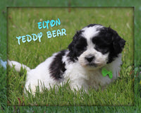 Elton Male Teddy Bear $995.00