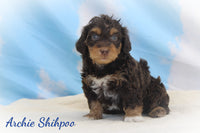 Archie Male Shihpoo $895