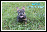 Ranger Male AKC French Bulldog $1650