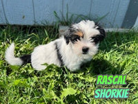 Rascal Male Shorkie $975