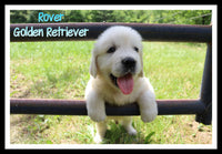 ( SOLD  ) Rover Male AKC Golden Retriever $950
