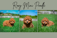 Roxy Female Mini Poodle $800