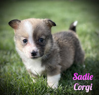 Sadie Female ACA Corgi $750