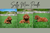 Sally Female Mini Poodle $800