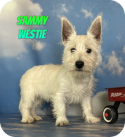 Sammy Male AKC West Highland Terrier $650