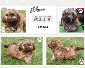 Abby Female Shihpoo $650