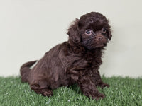 Chevy Male Shihpoo $1200