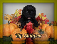 Shihpoo										SOLD					Sold																																												Shihpoo									