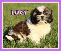 Lucy Female Shihtzu $350