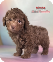 Simba Male Mini Poodle $850