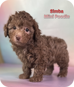 Simba Male Mini Poodle $850