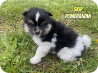 Skip Male ACA Pomeranian $1200