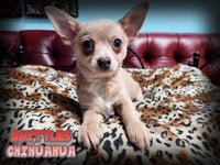 Skittles Male Chihuahua $1500