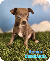 Smokie Male Chihuahua $900