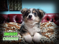 Snickers Male Chihuahua $1500