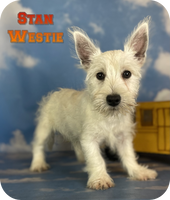 Stan Male AKC West Highland Terrier $650