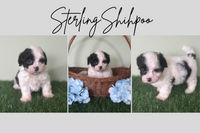 Sterling Male Shihpoo $850