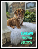 Sunshine male AKC English Bulldog $2400