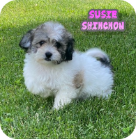 Susie Female Shihchon $650