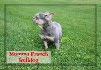 Travis Male AKC French Bulldog $1700